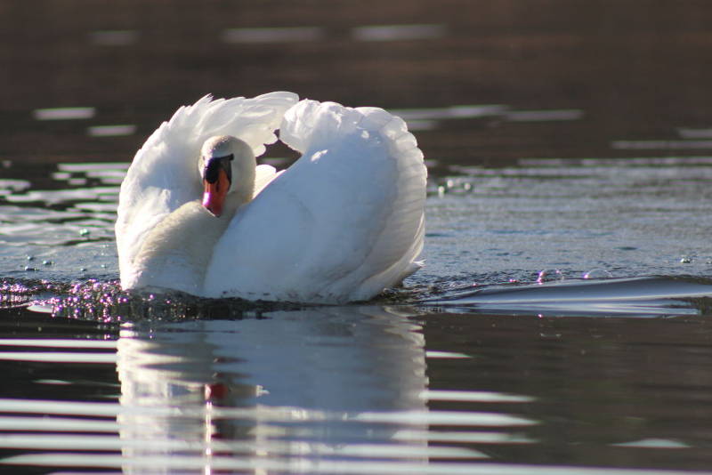 des cygnes !!!!